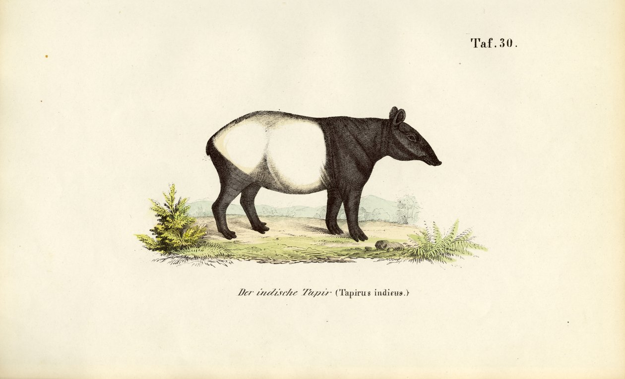 Tapir malajski autorstwa J. W. Tenhaeff