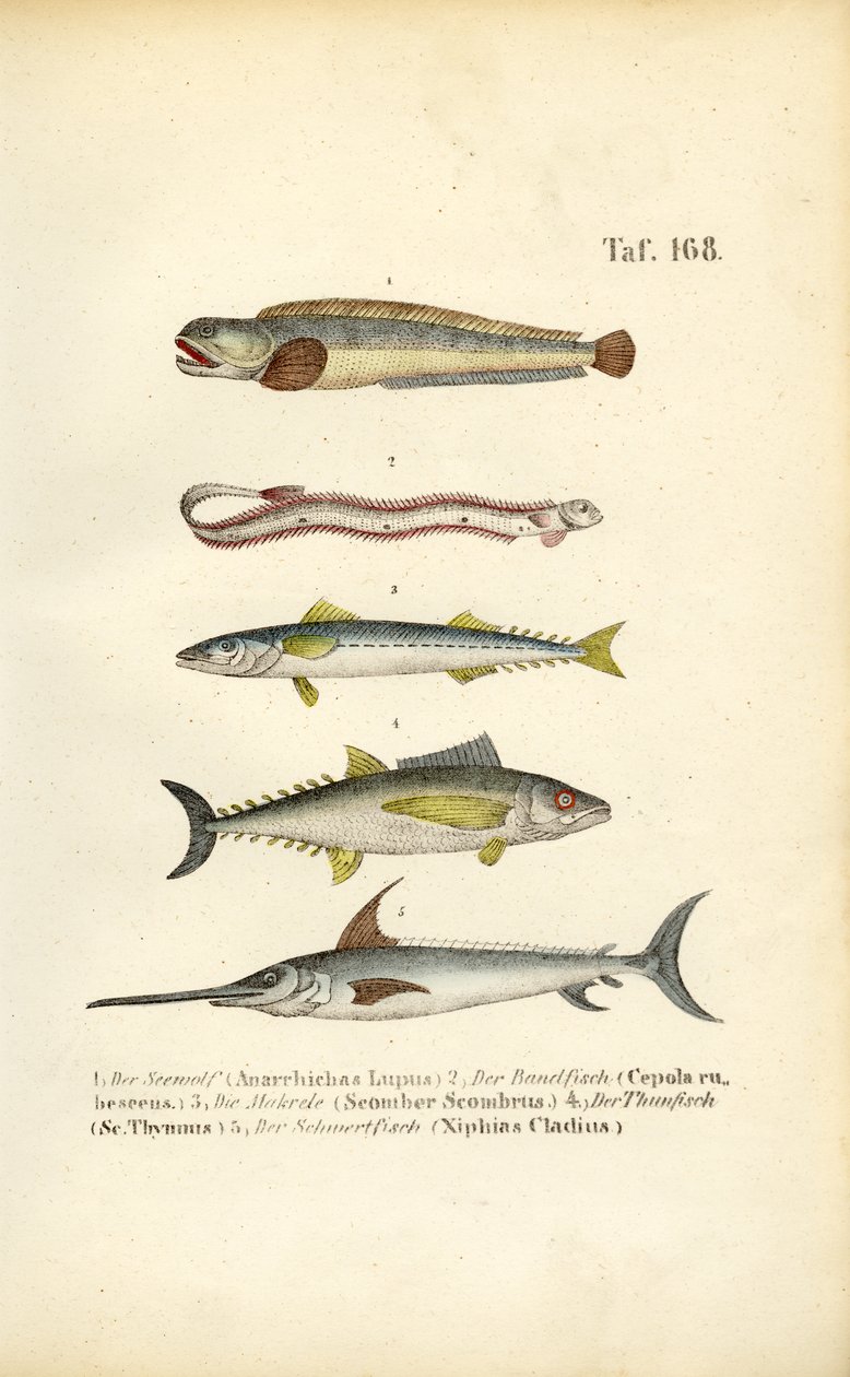 Ryby morskie wód europejskich autorstwa J. W. Tenhaeff