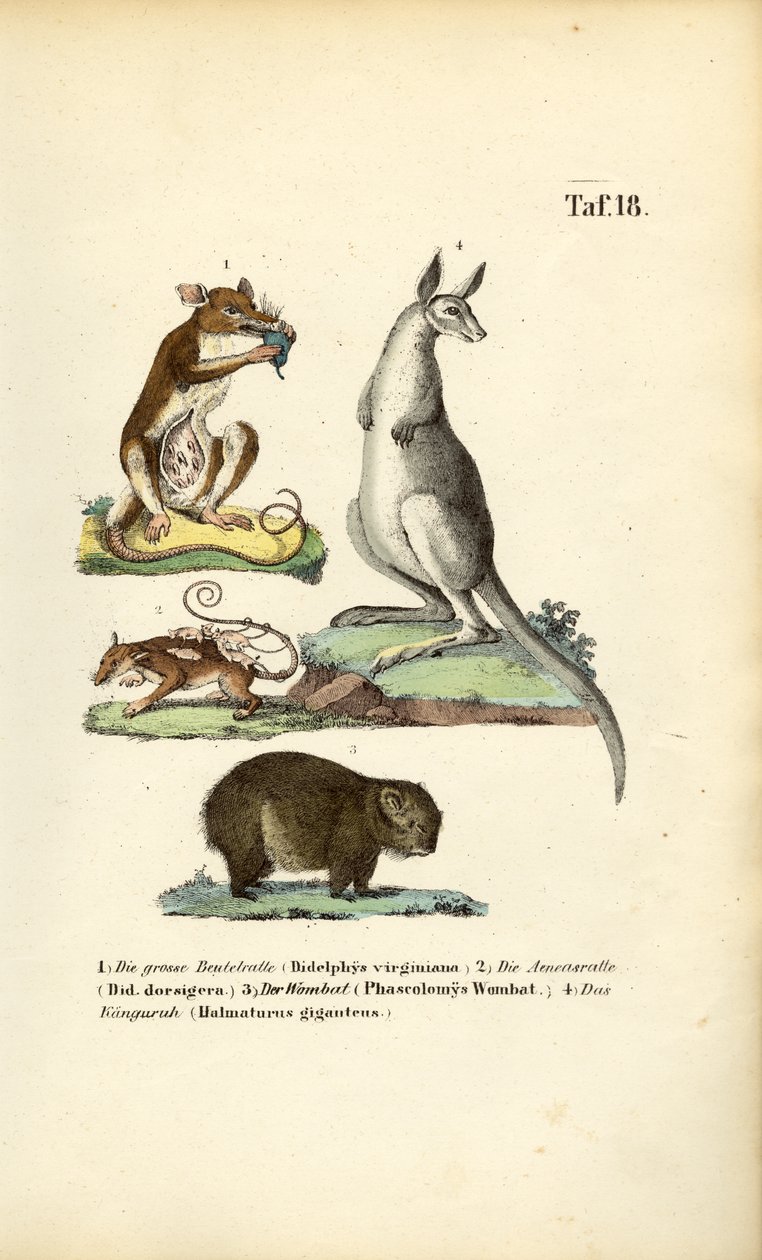  autorstwa J. W. Tenhaeff