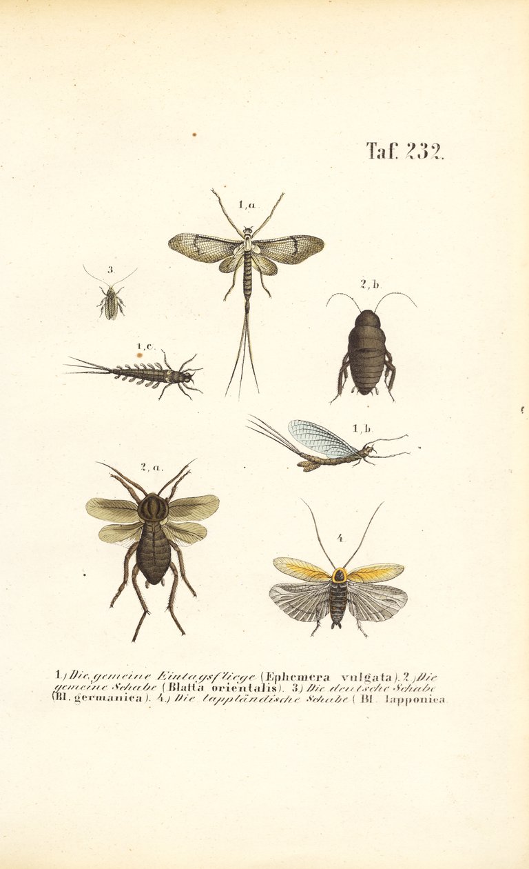  autorstwa J. W. Tenhaeff