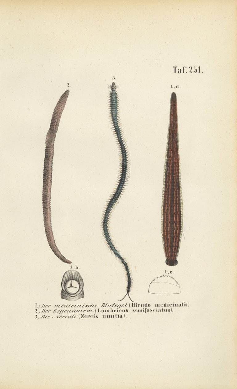  autorstwa J. W. Tenhaeff