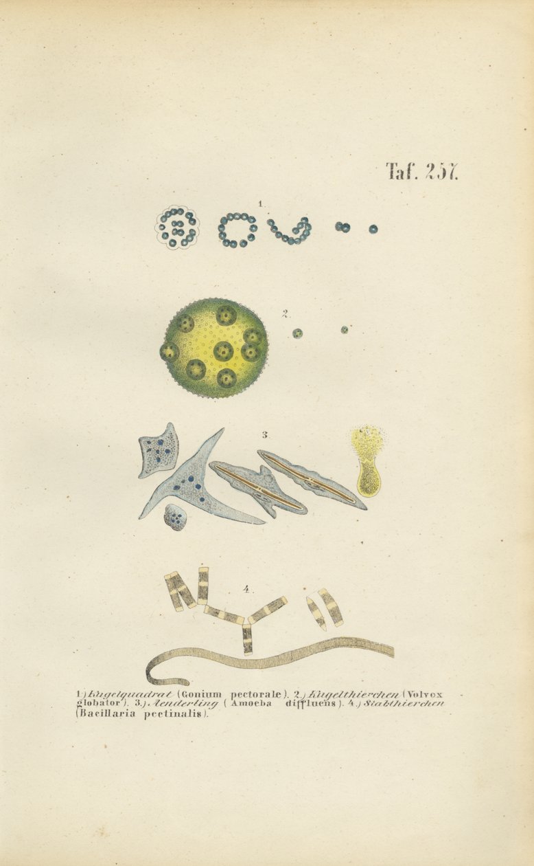  autorstwa J. W. Tenhaeff