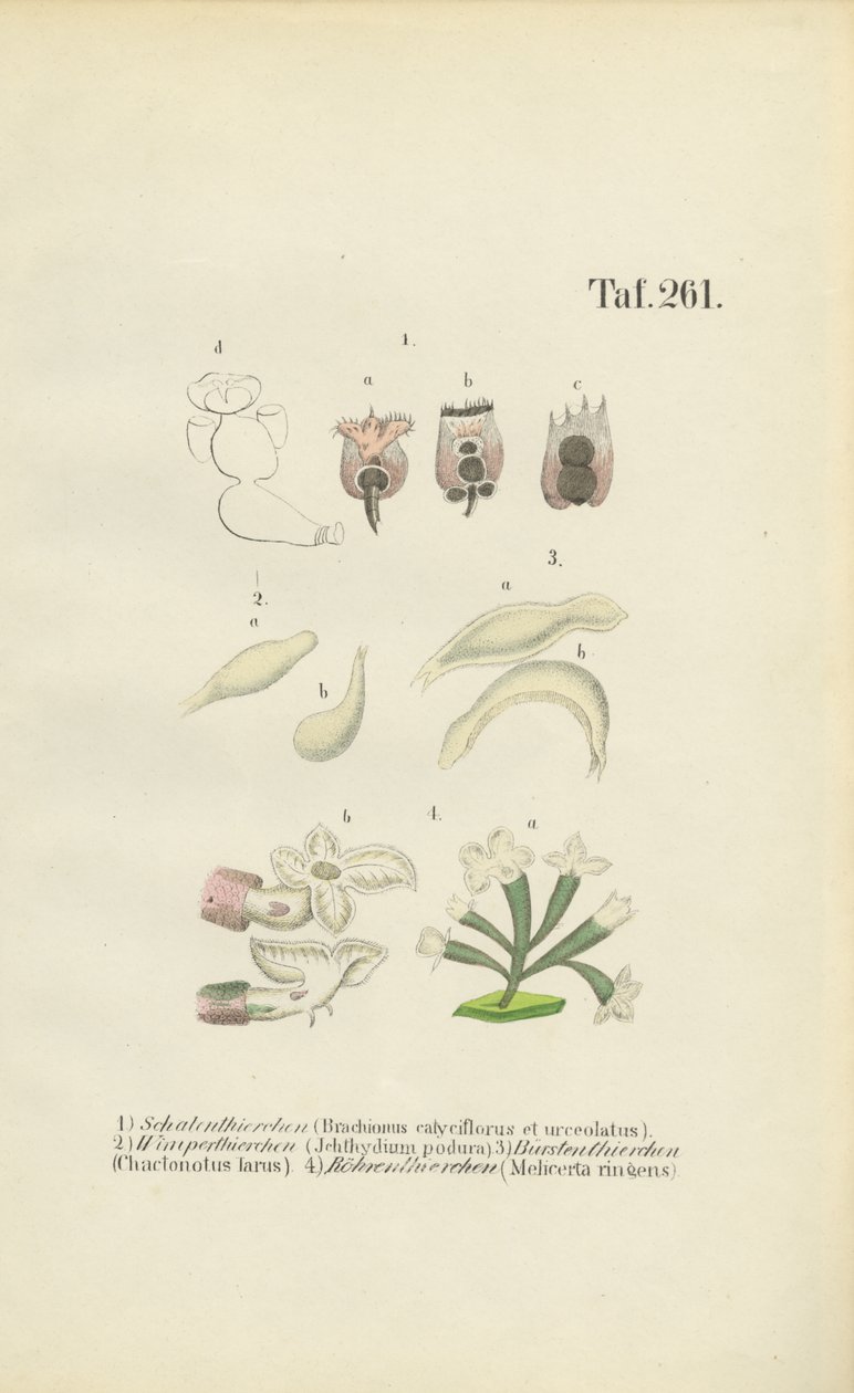 Mikroskopijne wrotki: Brachionus, Ichthyidium, Chaetonotus i Melicerta autorstwa J. W. Tenhaeff