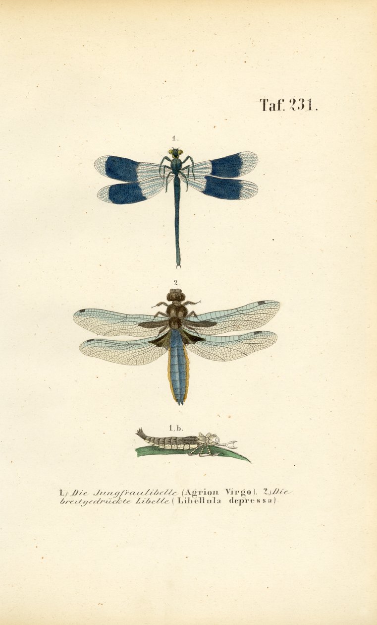  autorstwa J. W. Tenhaeff