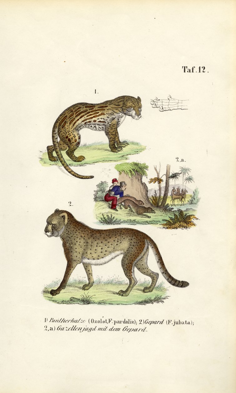 Ocelot, gepard i polowanie na gepardy autorstwa J. W. Tenhaeff