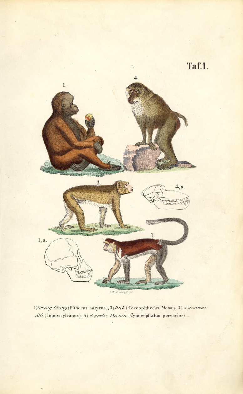 Małpy Starego Świata: Orangutan, Makak, Małpa i Pawian autorstwa J. W. Tenhaeff