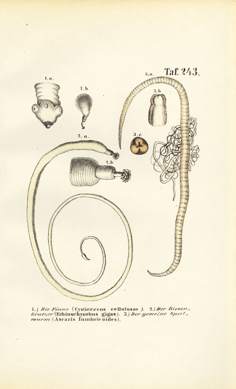  autorstwa J. W. Tenhaeff