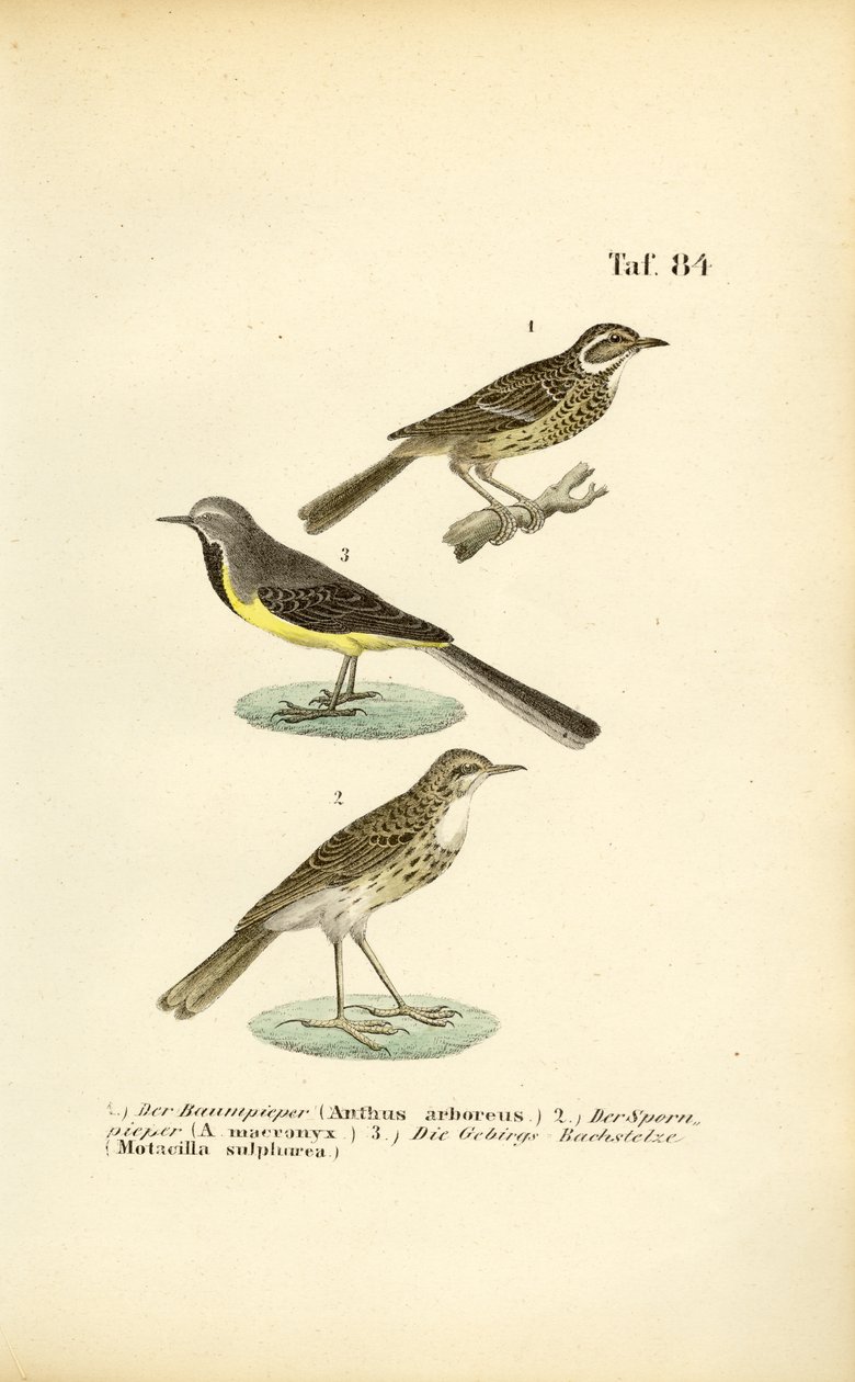  autorstwa J. W. Tenhaeff