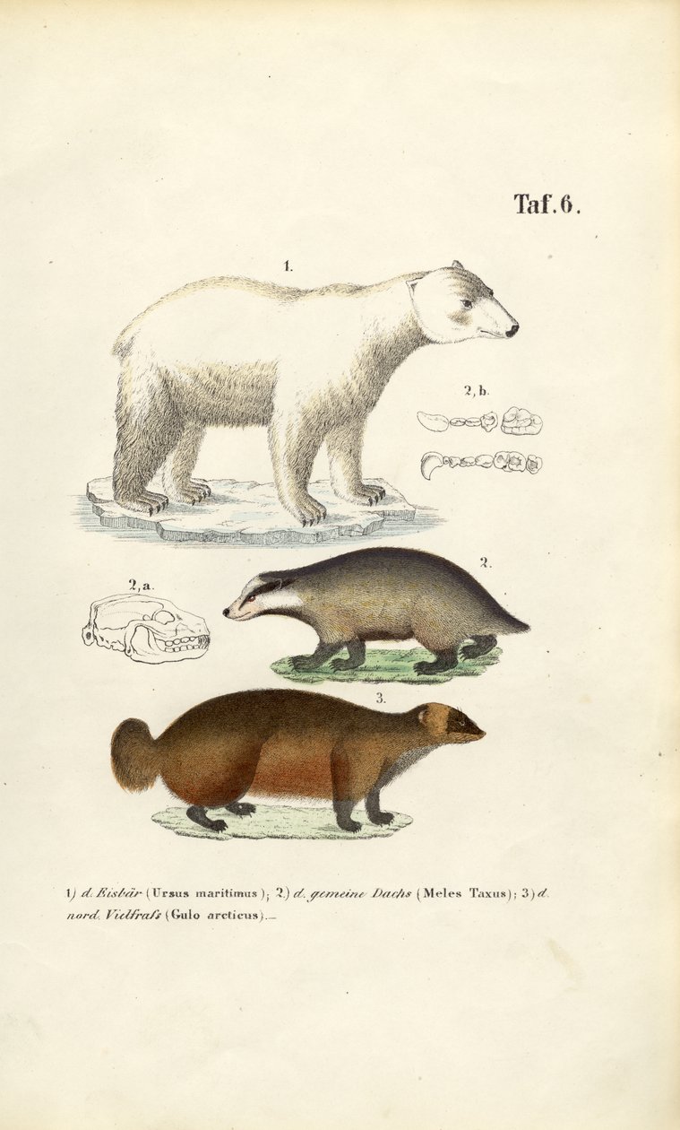 Niedźwiedź polarny, borsuk i rosomak ze szczegółami anatomicznymi autorstwa J. W. Tenhaeff