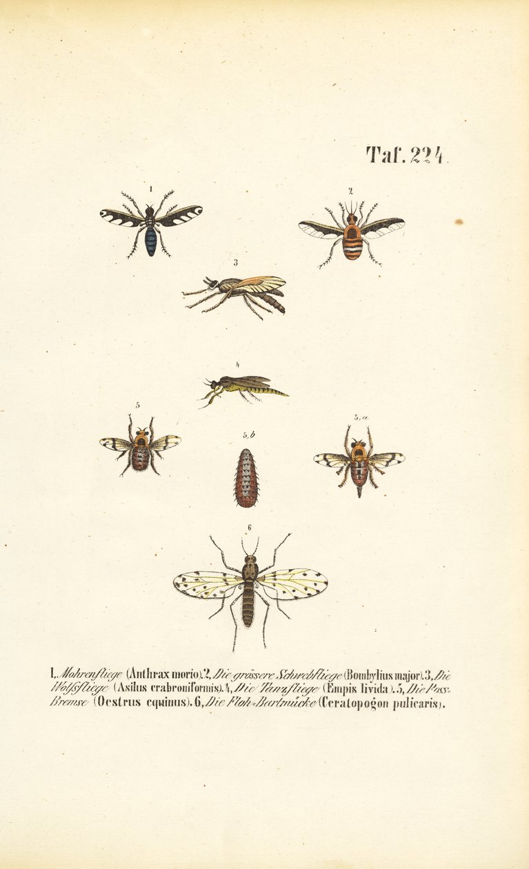  autorstwa J. W. Tenhaeff