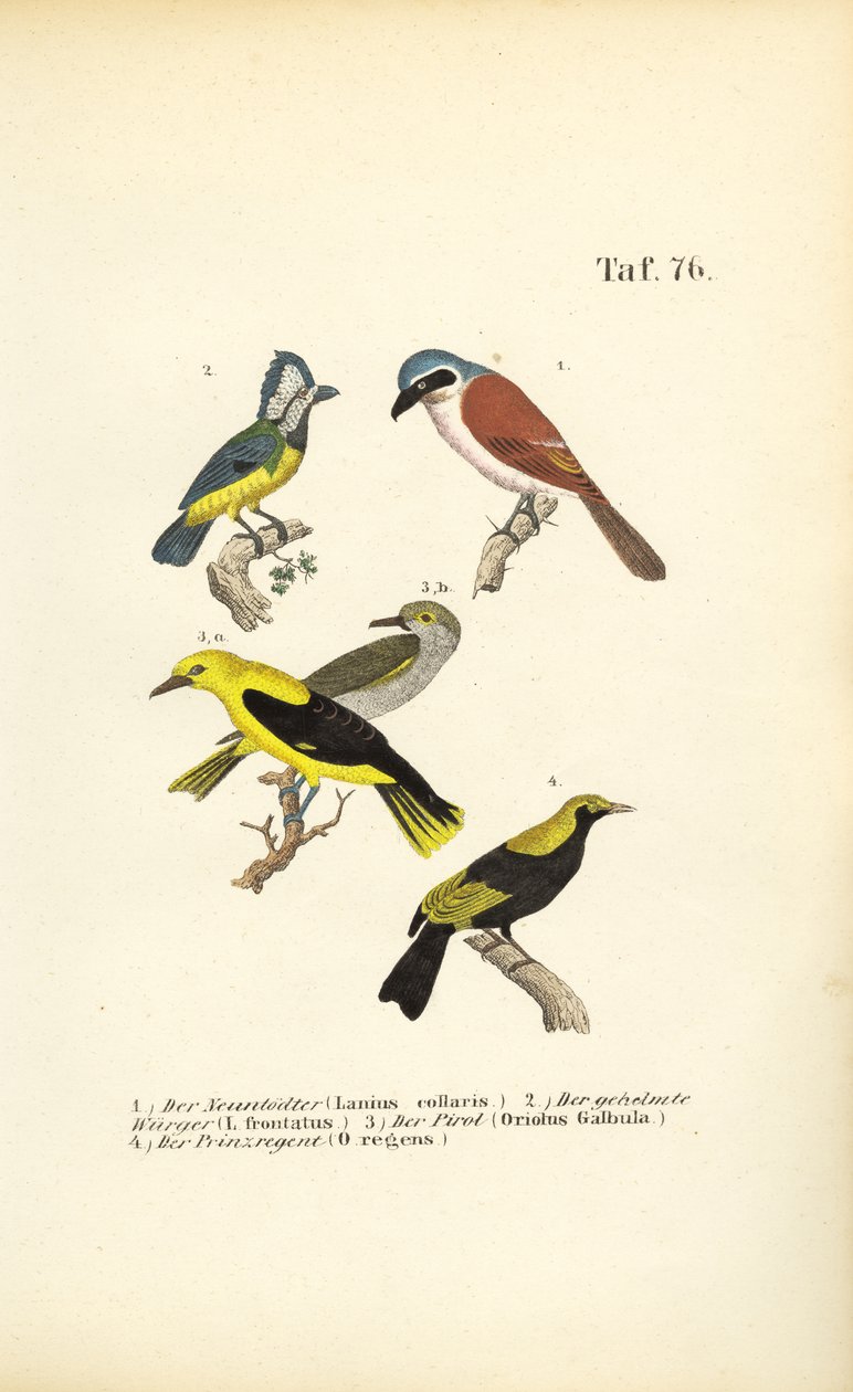  autorstwa J. W. Tenhaeff