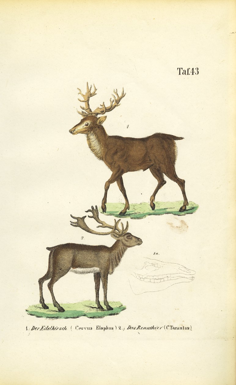 Jelenie i renifery autorstwa J. W. Tenhaeff