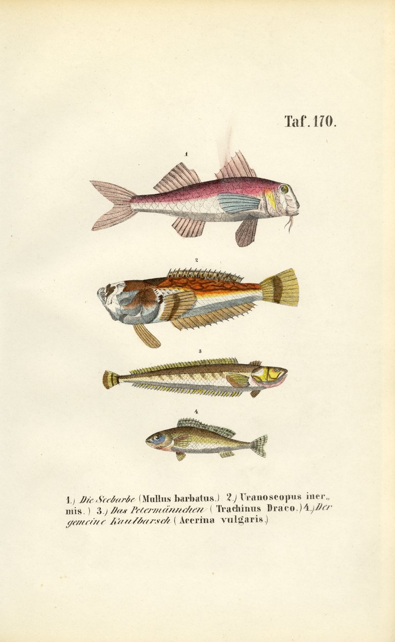  autorstwa J. W. Tenhaeff