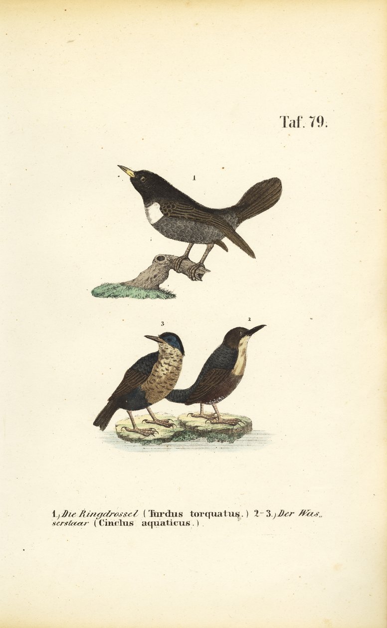  autorstwa J. W. Tenhaeff