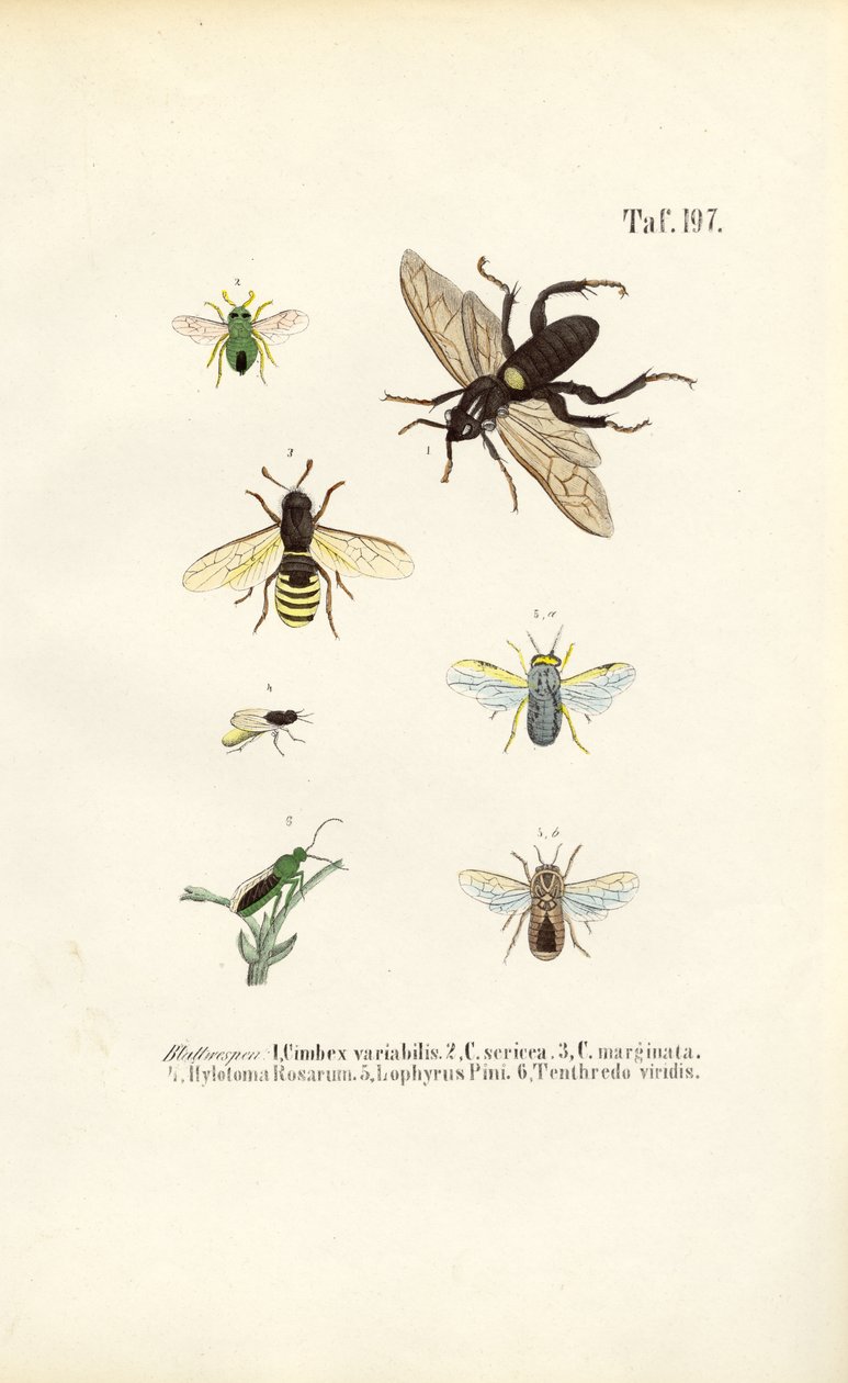  autorstwa J. W. Tenhaeff