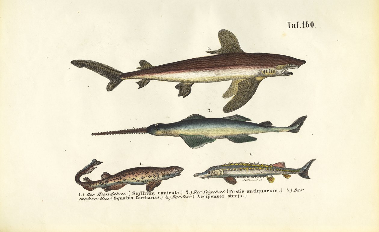  autorstwa J. W. Tenhaeff