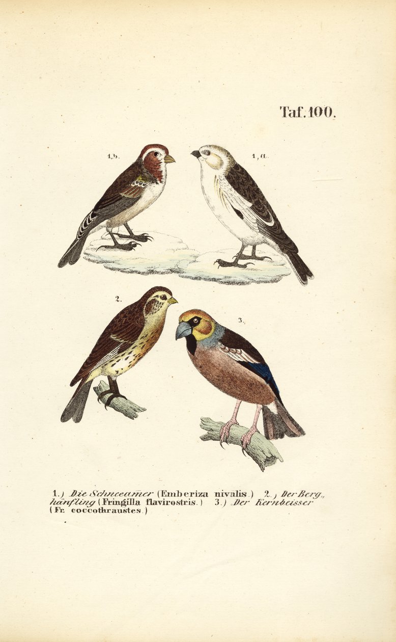  autorstwa J. W. Tenhaeff