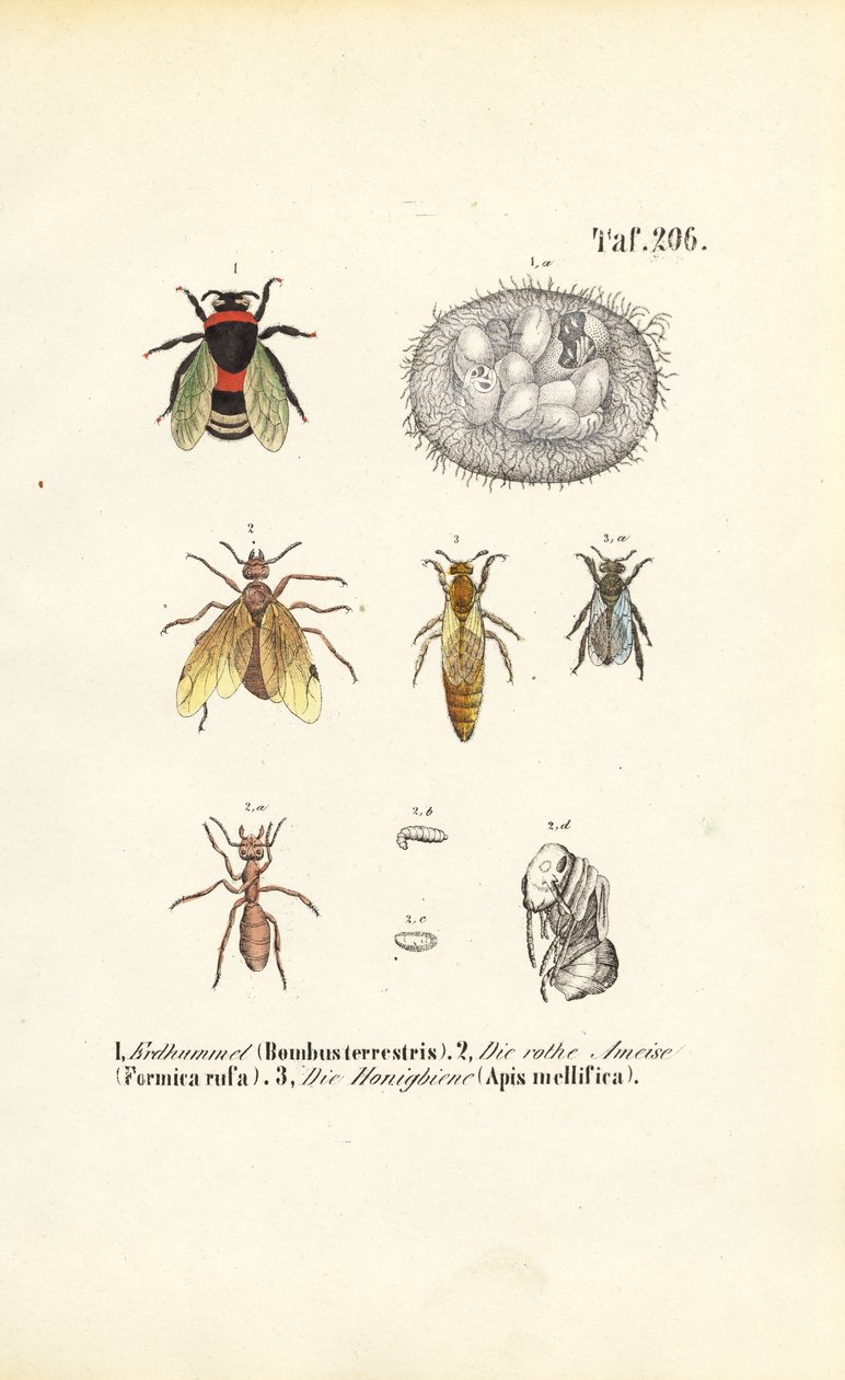  autorstwa J. W. Tenhaeff