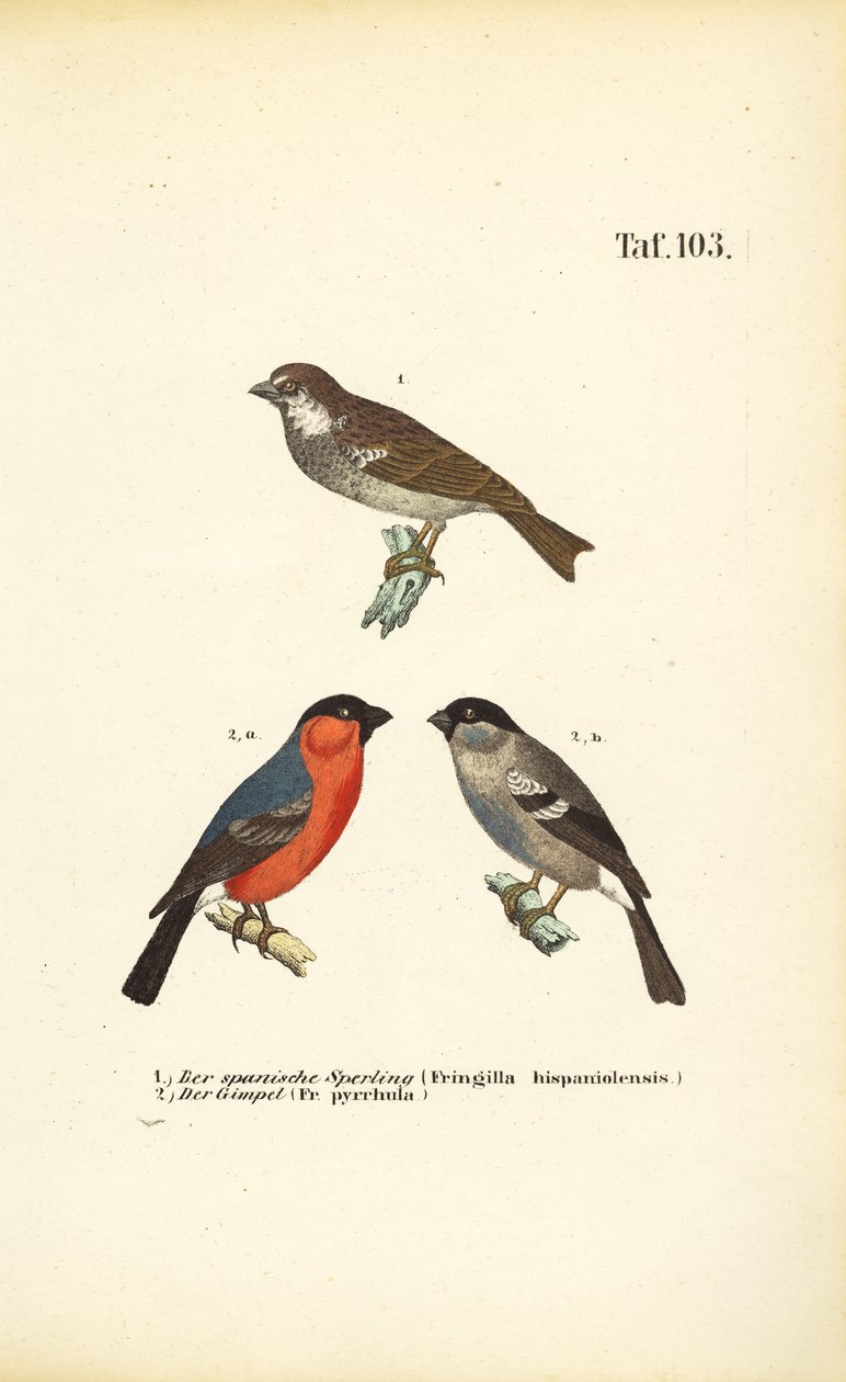  autorstwa J. W. Tenhaeff
