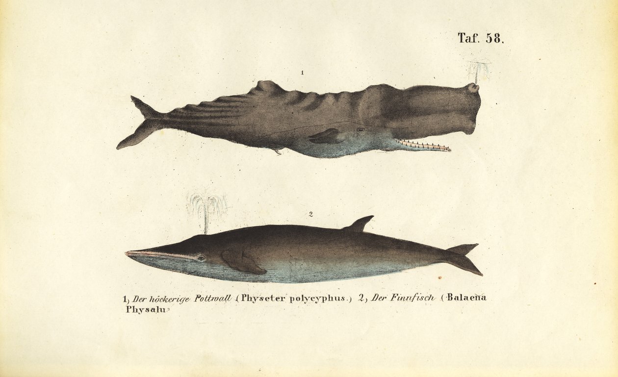  autorstwa J. W. Tenhaeff