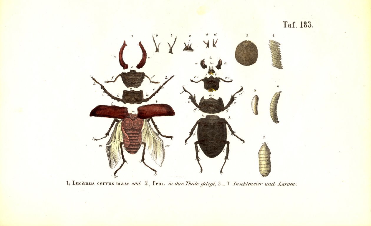  autorstwa J. W. Tenhaeff