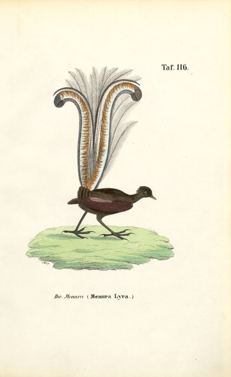 Znakomity Lyrebird autorstwa J. W. Tenhaeff