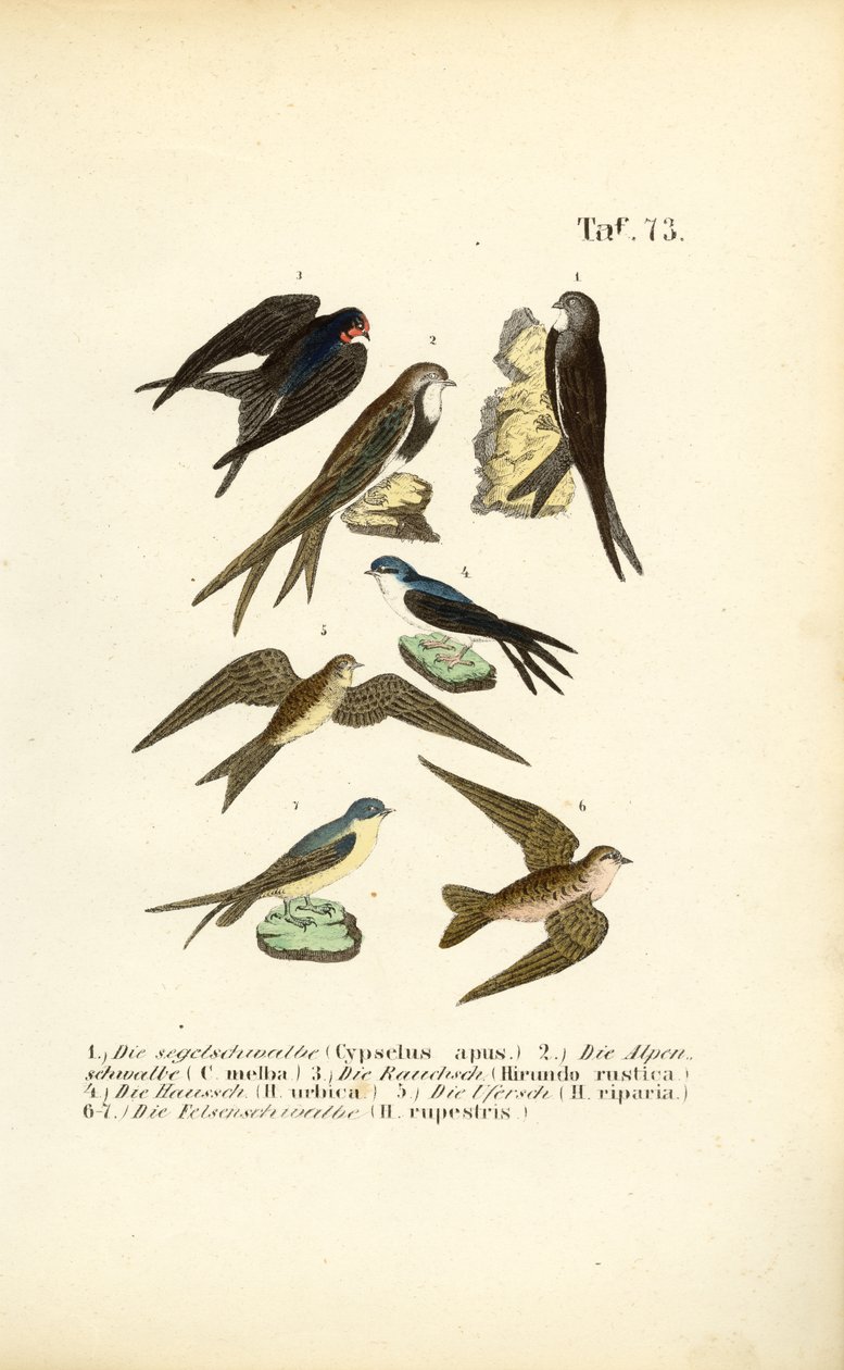  autorstwa J. W. Tenhaeff