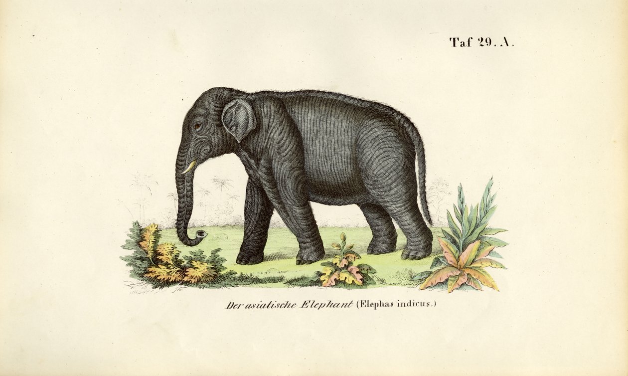  autorstwa J. W. Tenhaeff