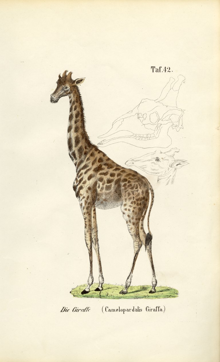  autorstwa J. W. Tenhaeff