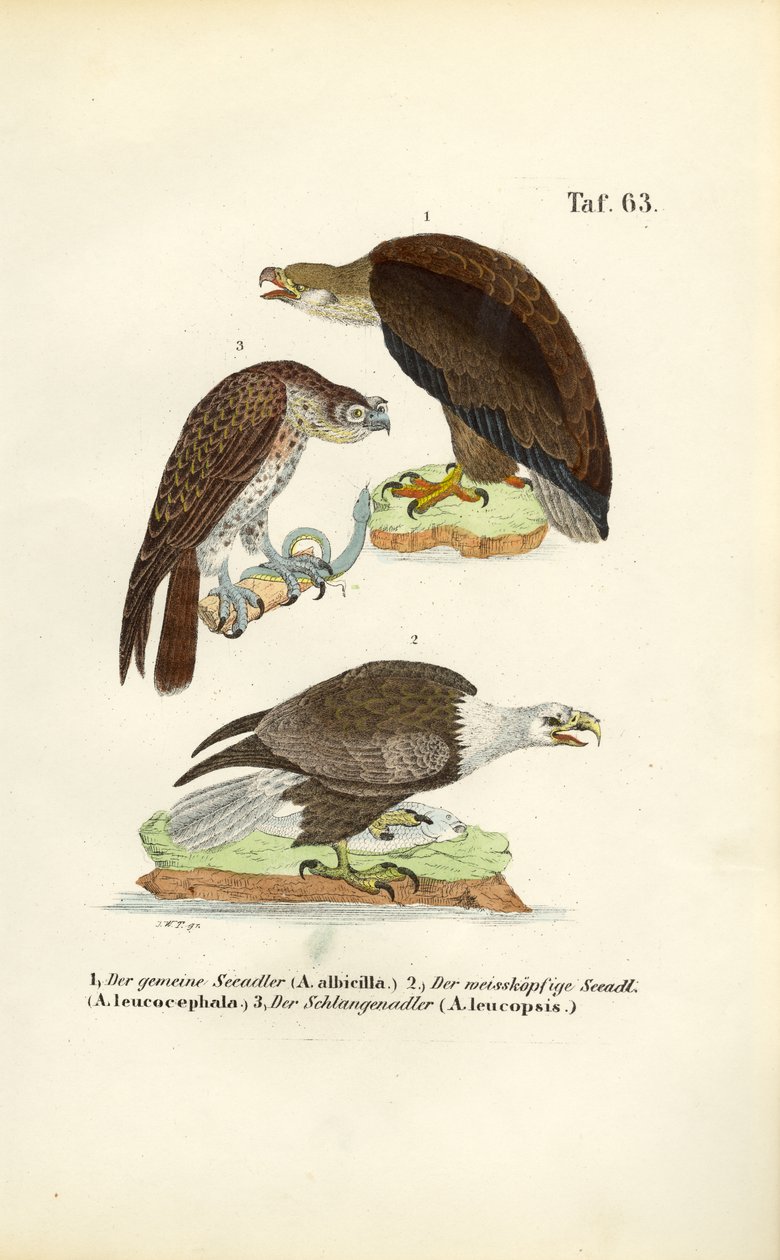  autorstwa J. W. Tenhaeff