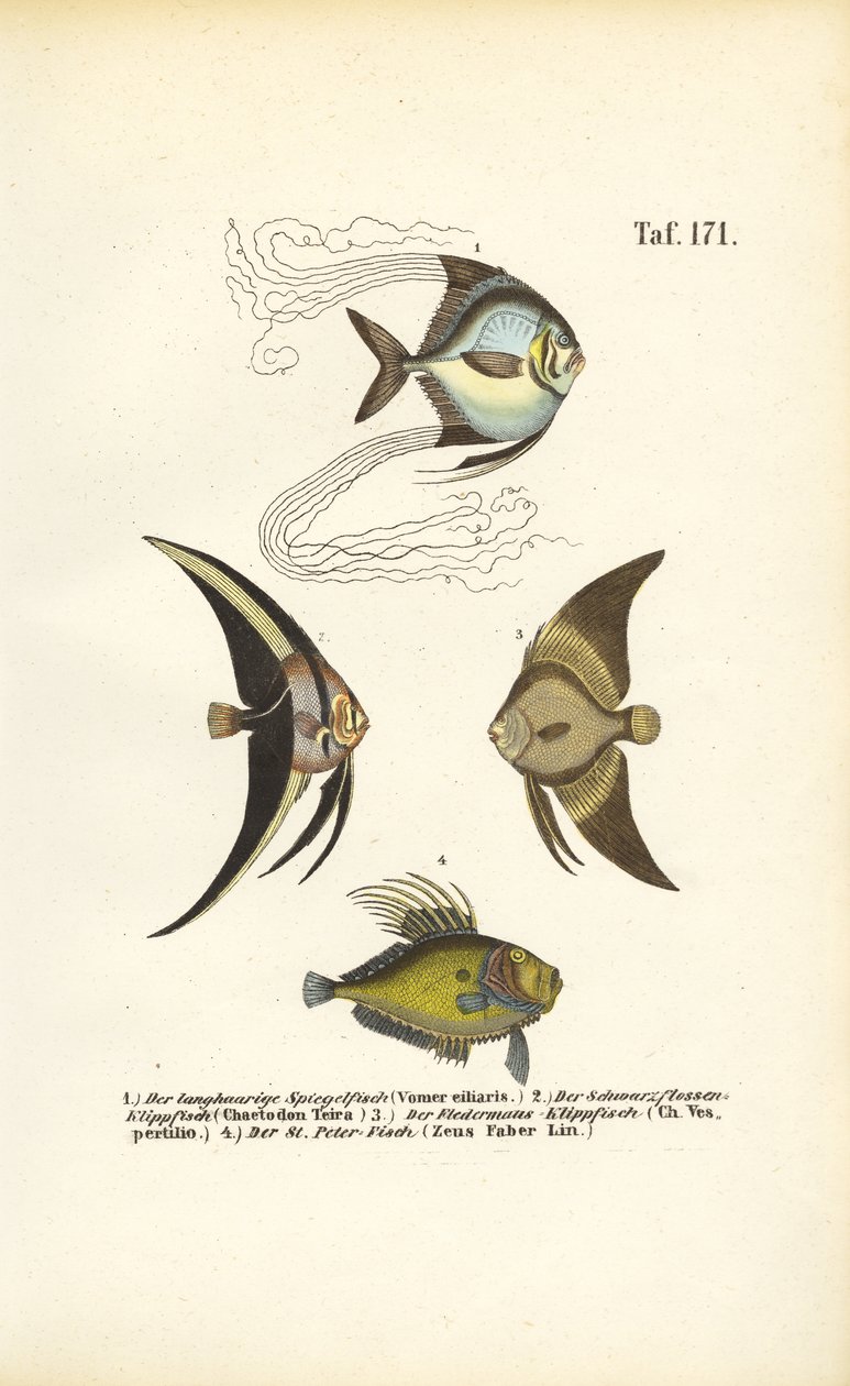  autorstwa J. W. Tenhaeff