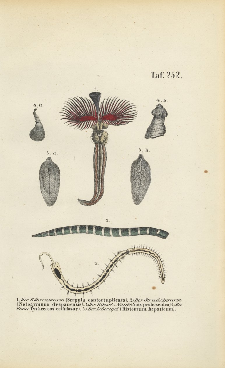  autorstwa J. W. Tenhaeff