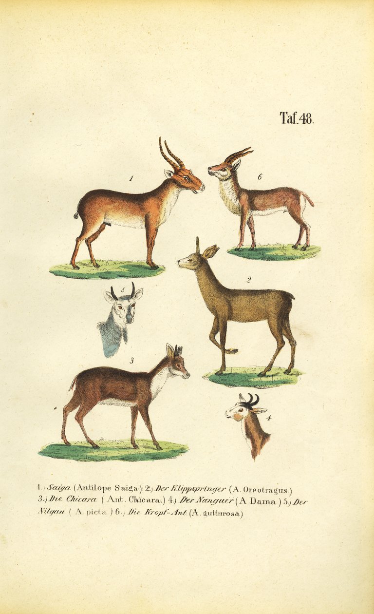 Różne gatunki antylop autorstwa J. W. Tenhaeff
