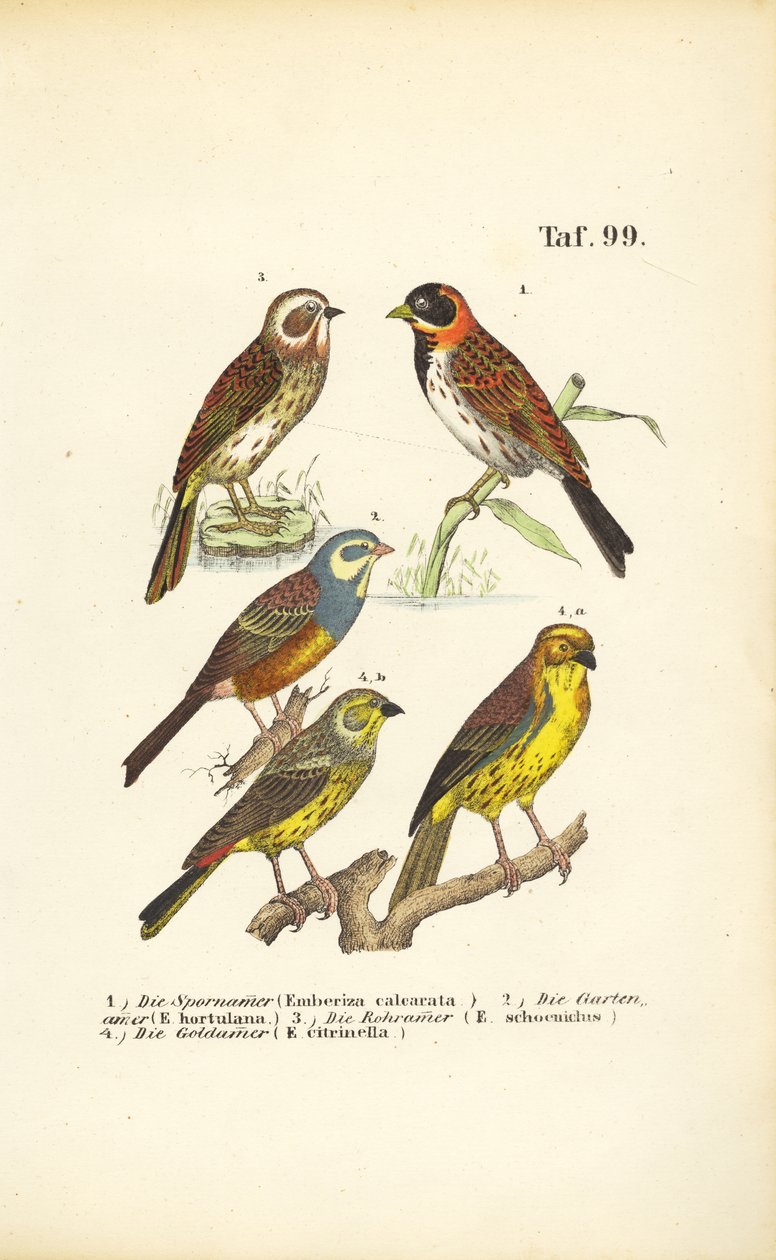  autorstwa J. W. Tenhaeff