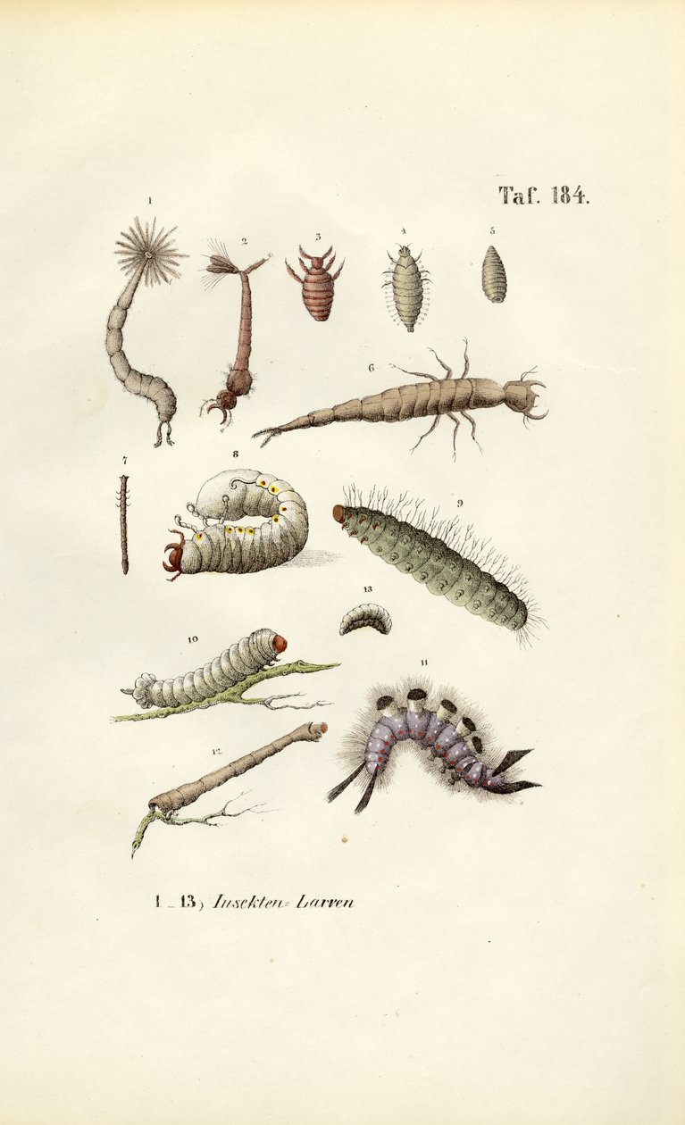 Larwy różnych owadów i ich morfologia autorstwa J. W. Tenhaeff