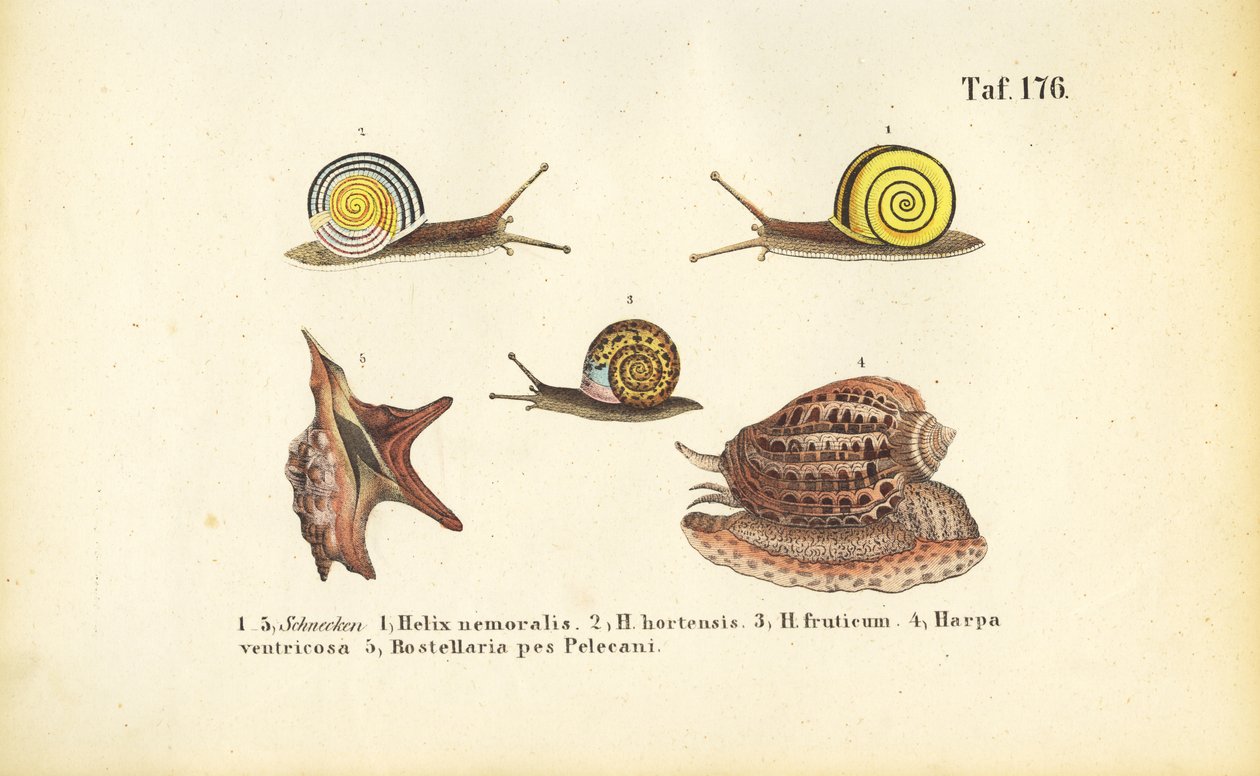 Różne ślimaki lądowe i morskie autorstwa J. W. Tenhaeff