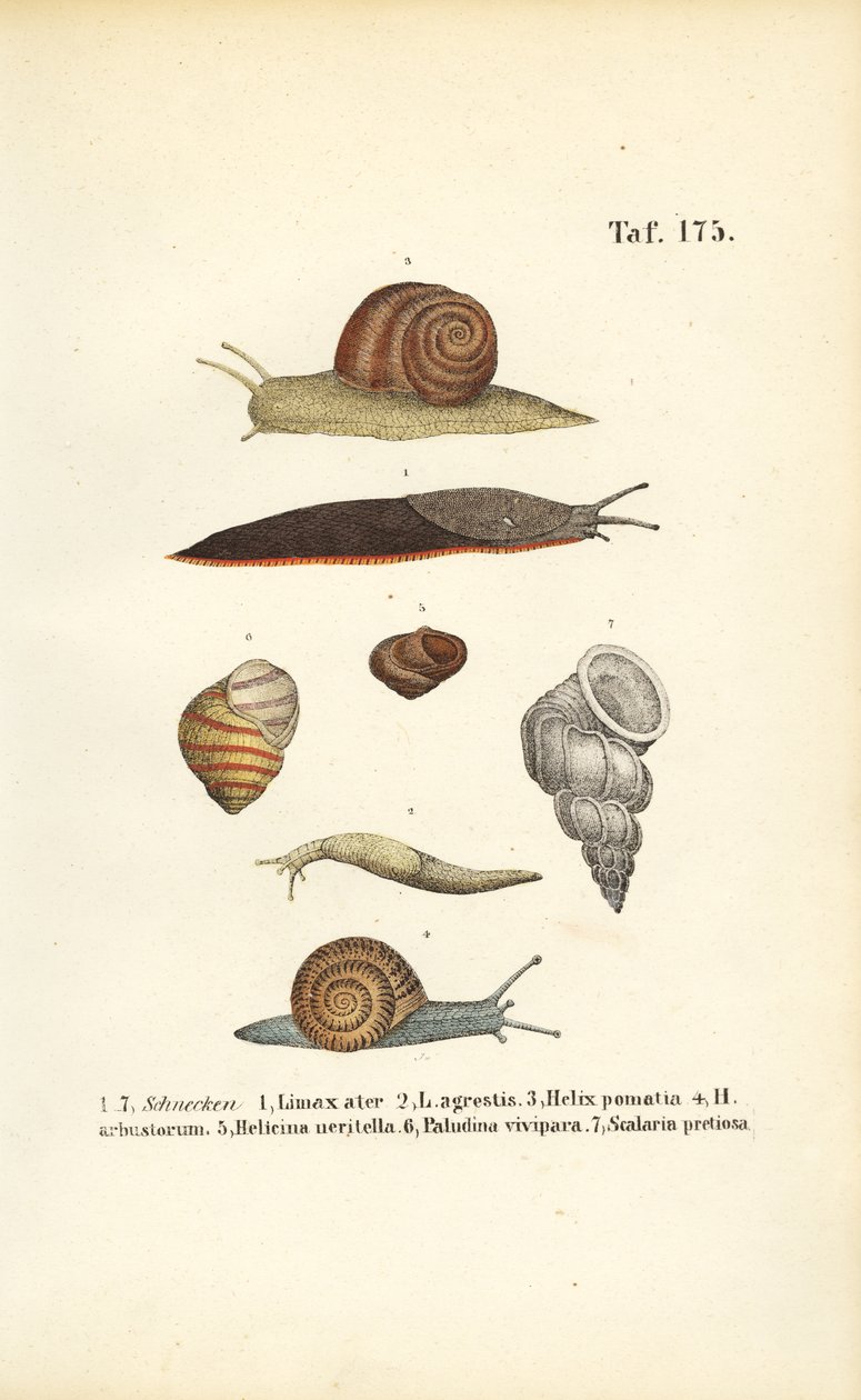  autorstwa J. W. Tenhaeff