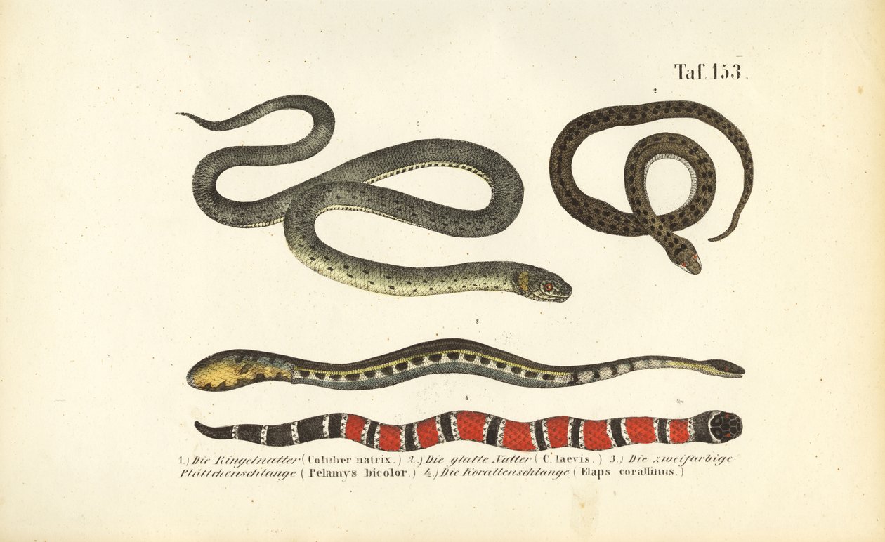  autorstwa J. W. Tenhaeff