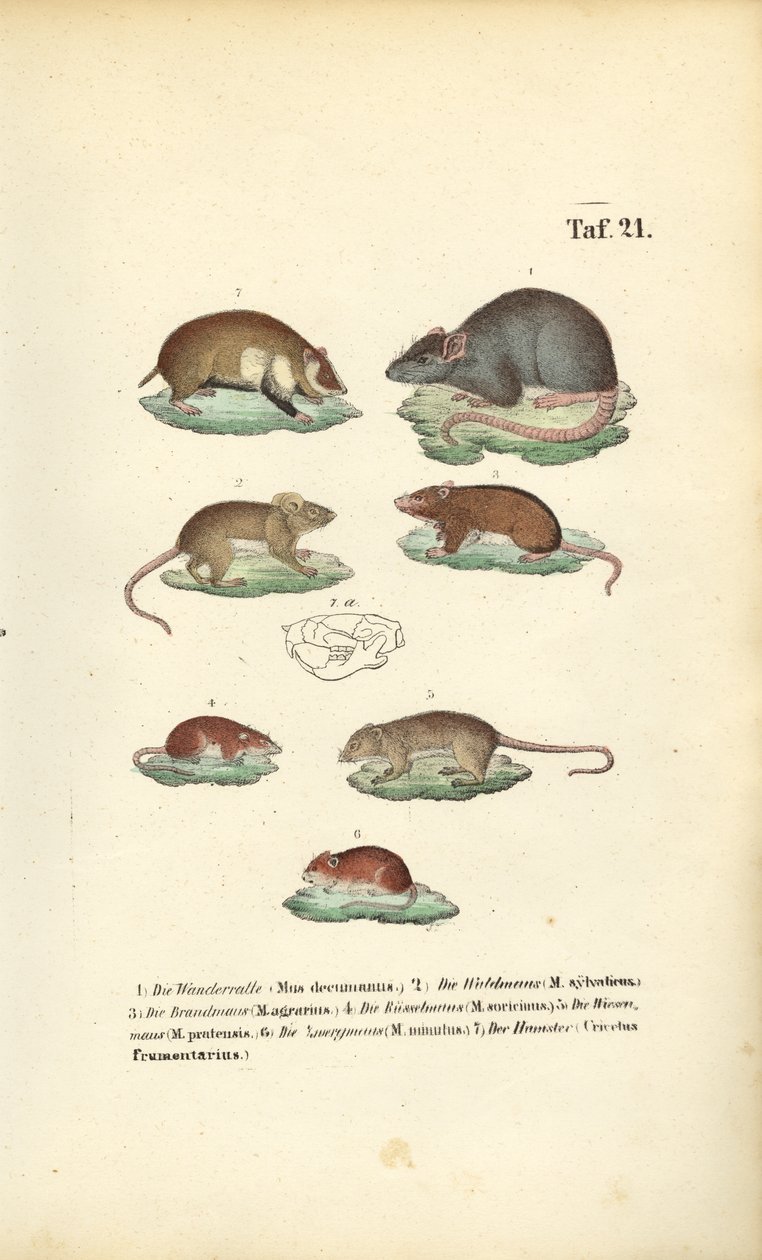 Różne gatunki Muridae autorstwa J. W. Tenhaeff