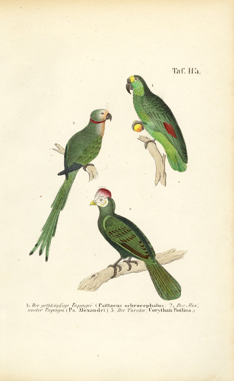  autorstwa J. W. Tenhaeff