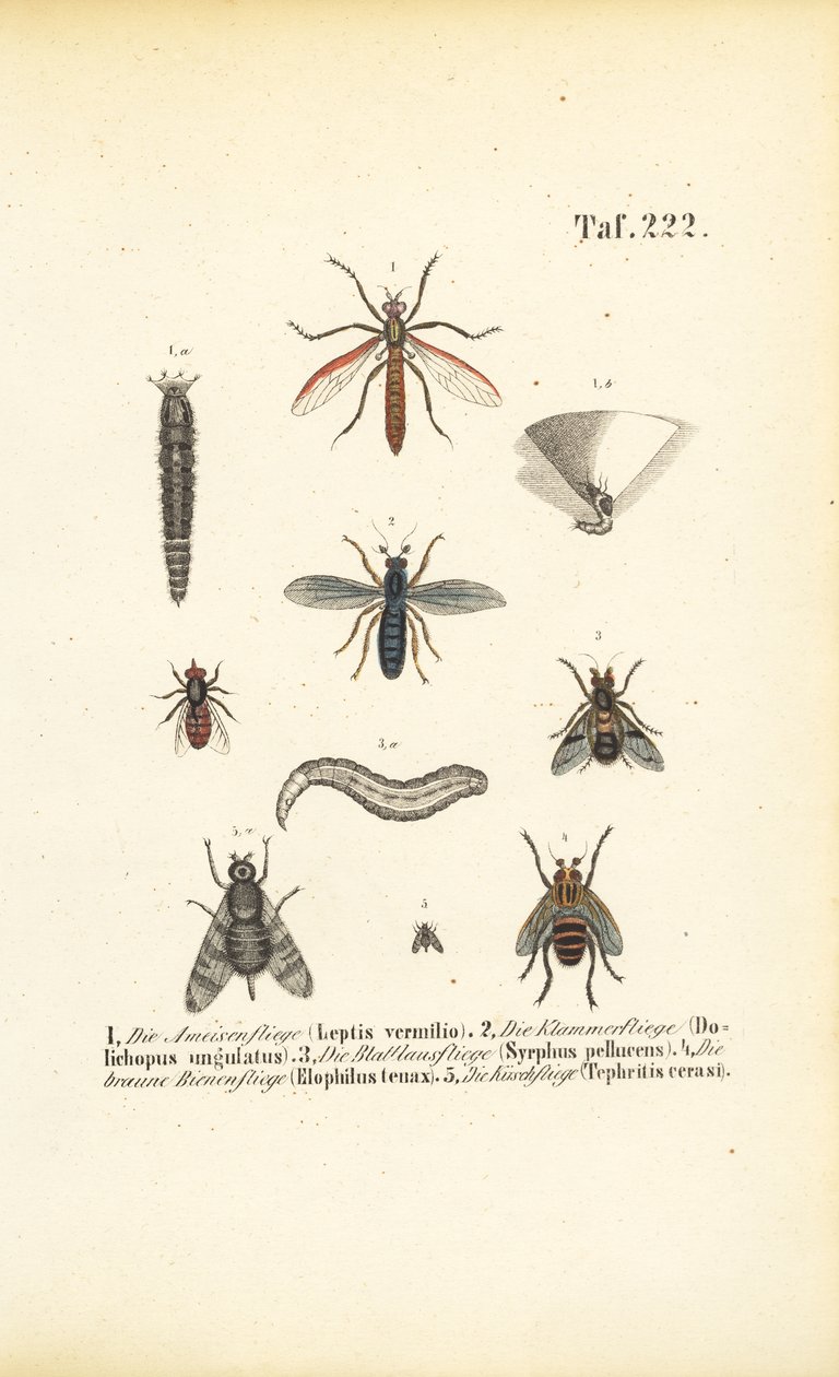  autorstwa J. W. Tenhaeff