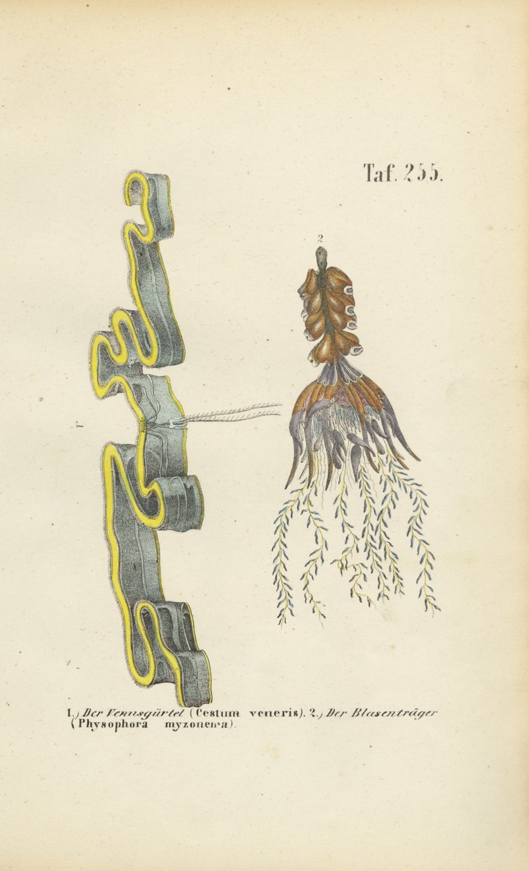 Venus Girdle i Bladderwort autorstwa J. W. Tenhaeff