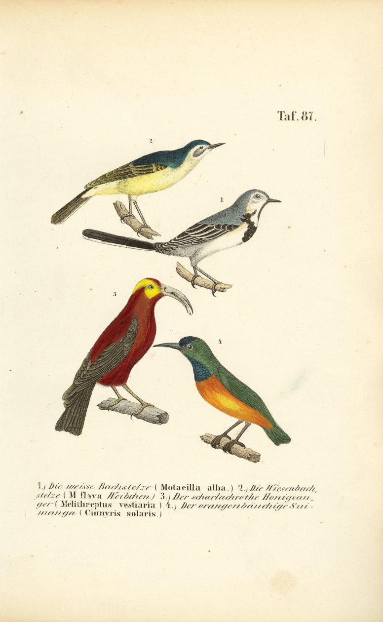  autorstwa J. W. Tenhaeff