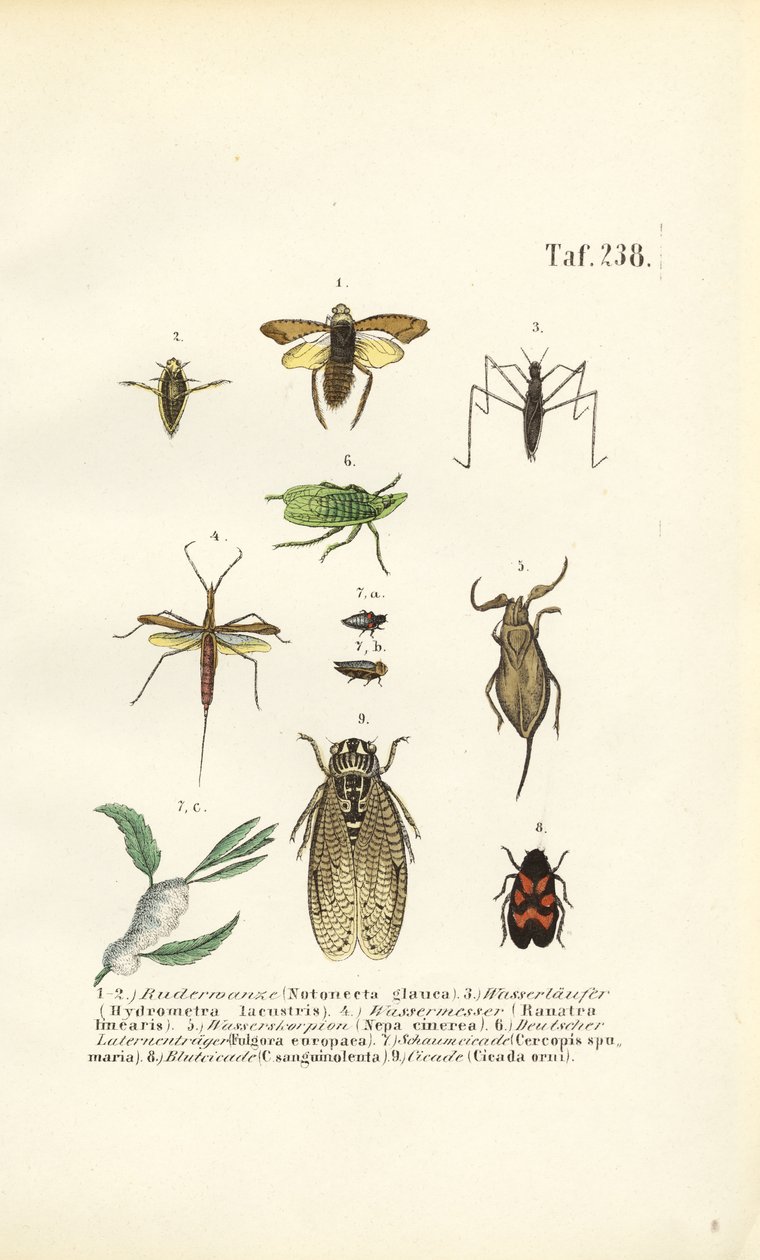  autorstwa J. W. Tenhaeff