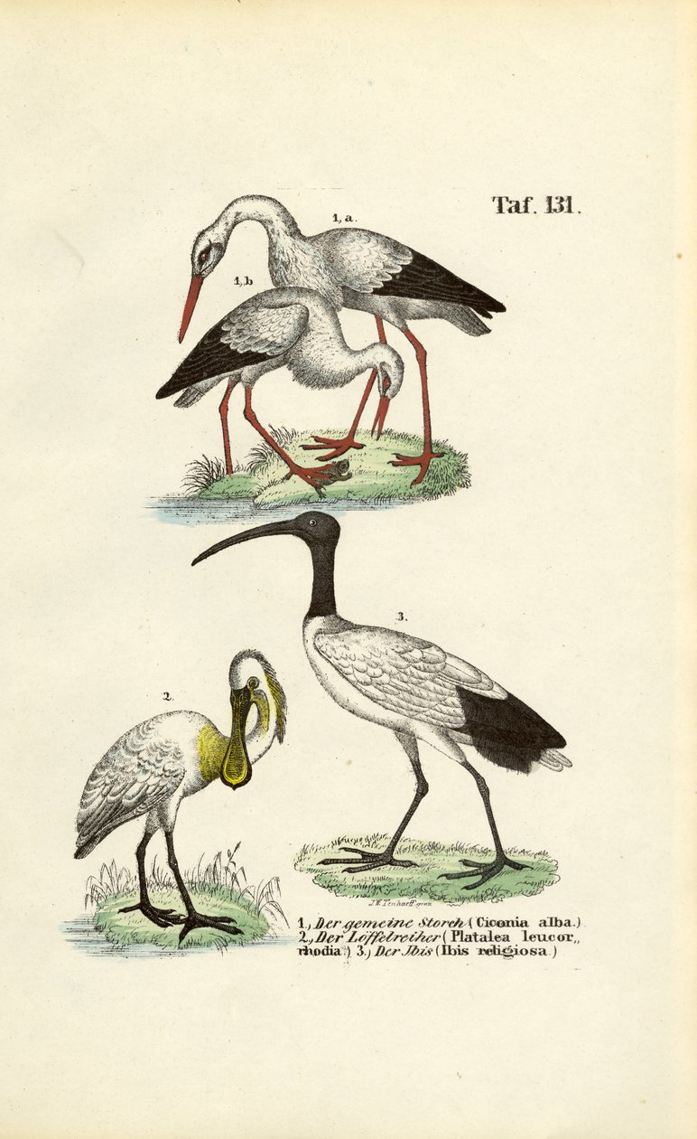 Bocian biały, łyskacz i ibis święty autorstwa J. W. Tenhaeff