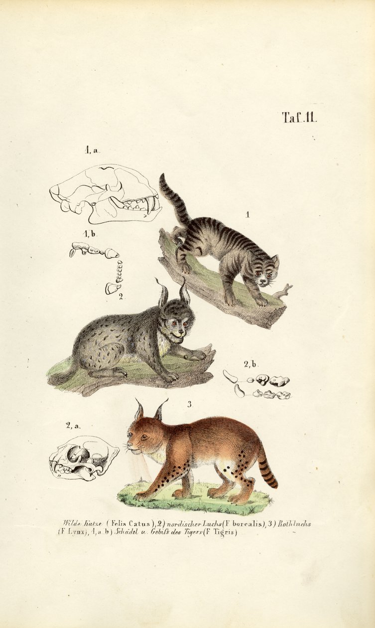  autorstwa J. W. Tenhaeff