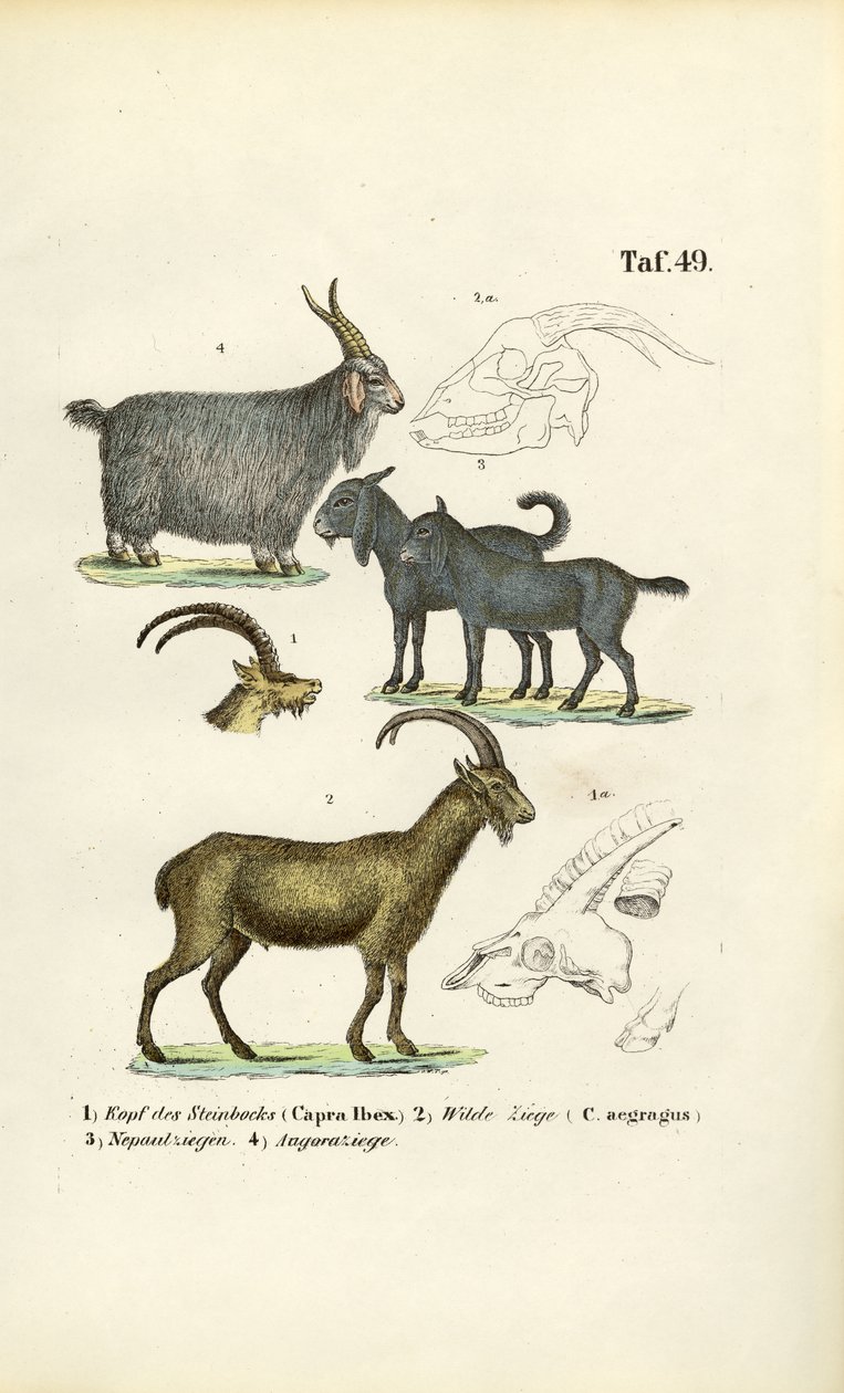 Dzikie kozy i gatunki kóz ze szczegółami anatomicznymi autorstwa J. W. Tenhaeff