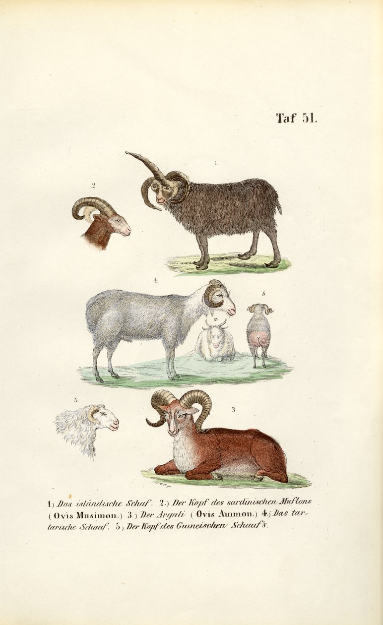  autorstwa J. W. Tenhaeff