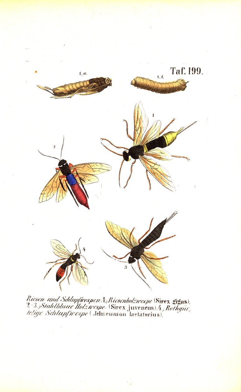 Osy drzewne i ichneumony autorstwa J. W. Tenhaeff