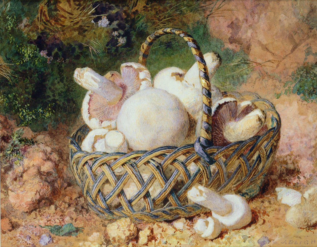 Kosz grzybów, 1871 (patrz 215285 dla pary) autorstwa Jabez Bligh